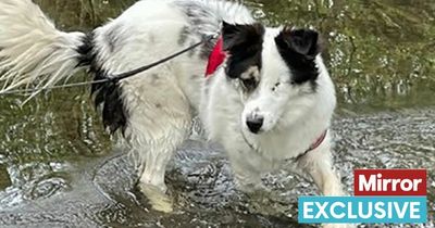 One-eyed dog who tries to cuddle strangers on walks needs new home