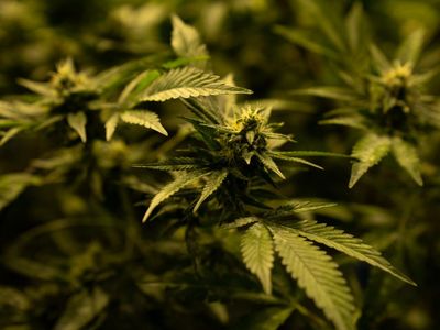 Cantourage And Clever Leaves Intensify Partnership For Distribution Of Medical Cannabis In Germany