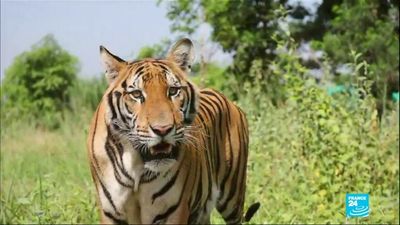 Thailand's tigers: Is tourism sabotaging conservation efforts?