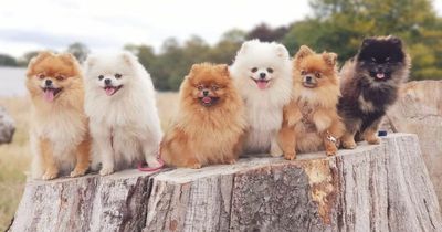 Tell us your favourite dog breed and win one of five pet-friendly UK breaks