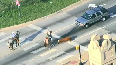 Watch Cowboys Wrangle A Cow That’s Loose On An Oklahoma Highway