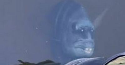 This fish is the weirdest thing you'll see today with everyone saying the same thing