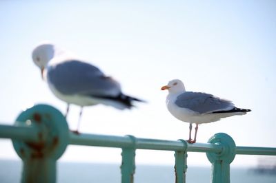 MP complains of ‘seagulls the size of jumbo jets’ in plea to help deprived areas