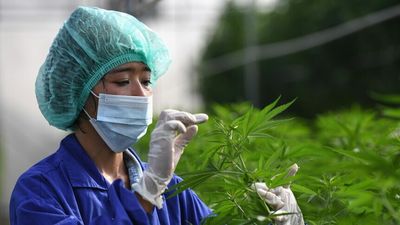 Thailand removes cannabis from narcotics list, decriminalises growing plants at home