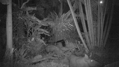 Wild pigs wreaking havoc in Townsville backyards and native parkland