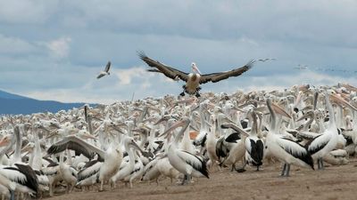 Warnings of dead pelicans in NSW as bust begins after nation's biggest breeding event