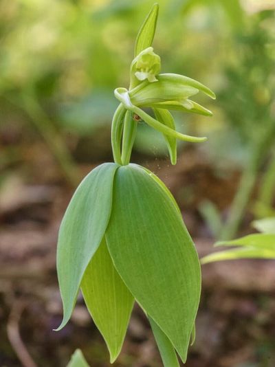 Vermont says threatened orchid not seen since 1902 found