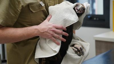 WA wildlife hospital's new diagnostic machines expected to save lives of more injured animals