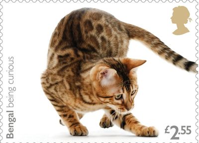 Purr-fect! New stamps capture cat quirks