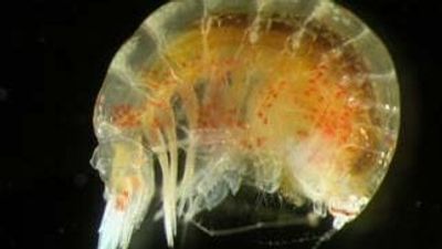 Study to investigate recovery of marine invertebrates in river systems after NSW floods