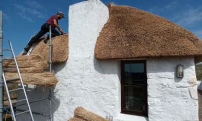 Country diary: The thatching reed is on the rise again