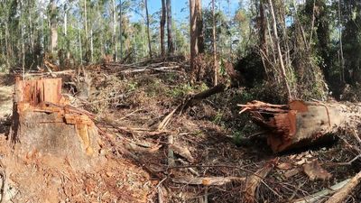 Native forest logging to continue as NSW North Coast Wood Supply Agreements extended