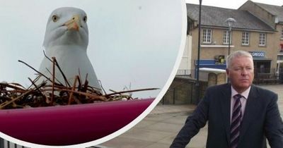 Northumberland MP complains of 'seagulls the size of jumbo jets' in plea to help communities