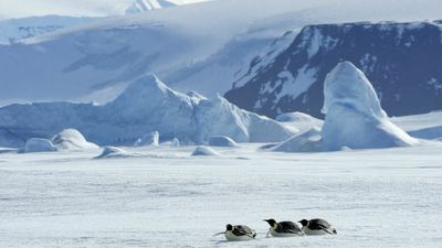 Microplastics found in fresh Antarctic snow for first time