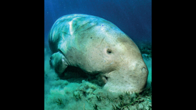Dugong poaching along Tamil Nadu coast a big concern