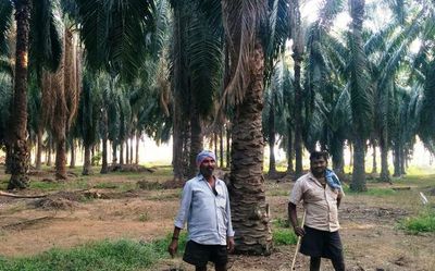 Andhra Pradesh: Vexed Konaseema farmers declare crop holiday in Godavari delta