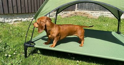 I tried Aldi's sunshade dog bed on my Miniature Dachshund and it stopped her from overheating