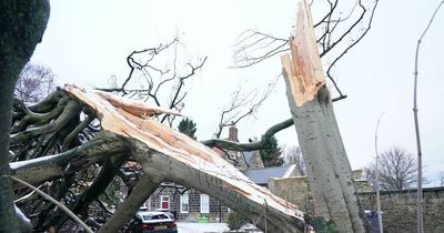 Ofgem finds that electricity companies provided "unacceptable service" following Storm Arwen