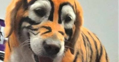 Belfast dog's hair-raising tiger transformation stops traffic