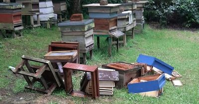 Beehives upturned and bricks thrown in ‘mindless’ attack