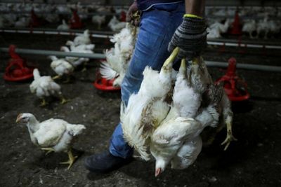 Malaysia to set up chicken 'stockpiles' to overcome shortages