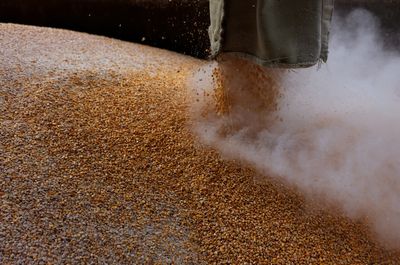Is Russia stealing and selling grain from Ukraine?
