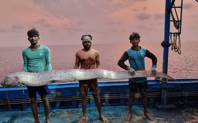 Goodbye, dolphin: Thoothukudi fishermen recount their rescue mission