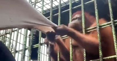 Zoo visitor apologises for taunting orangutan before it attacks in chilling footage