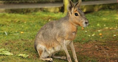 Don't miss this week's West Lothian Courier to win tickets to Blair Drummond Safari Park