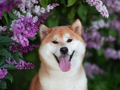 Dogecoin Or Shiba Inu? Robinhood Posts Dog Meme On National Best Friend Day
