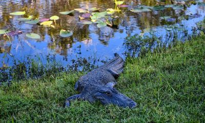 Florida man bitten by alligator after mistaking reptile for ‘dog with a long leash’