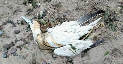 Heartbreaking images show dead puffins and gannets washed ashore as bird flu reaches North East