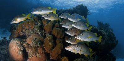 Nations are pledging to create ocean preserves – how do those promises add up?