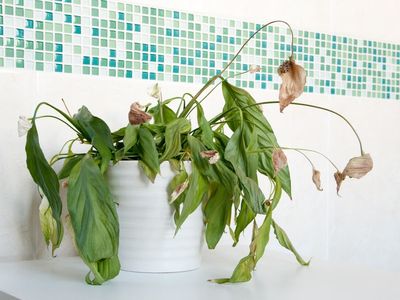 This is why your dying houseplant is making you sad