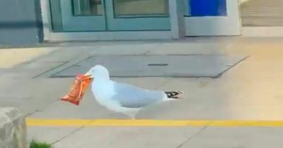 Notorious seagull who worked out how Tesco doors work steals £300 of crisps