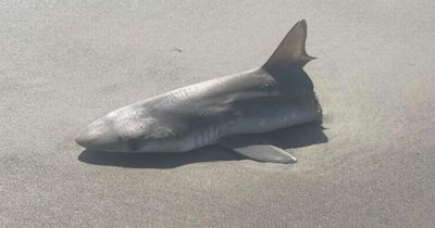 Shark found ripped in half on beach sparks fears even bigger predator attacked it