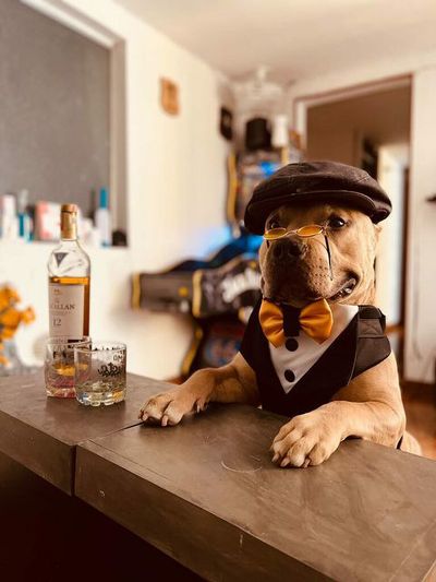 Poochy Blinders: Dog’s Tommy Shelby Act Is Peak Online Performance