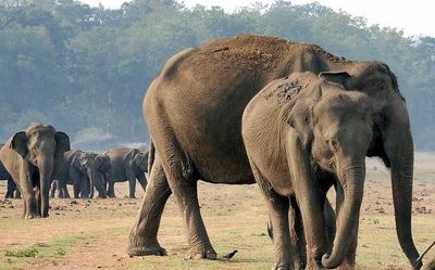 70 elephants died of various causes in Karnataka in 2021