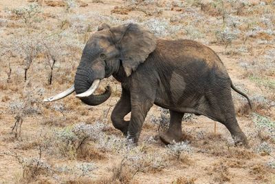 Botswana tight lipped on the value of its ivory stockpile