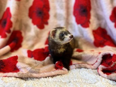 SSPCA appeals to public after mysterious influx of ferrets