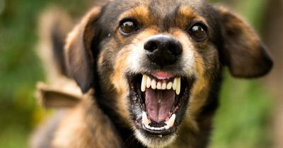 Vet reveals warning signs a dog is about to bite - and how to prevent it