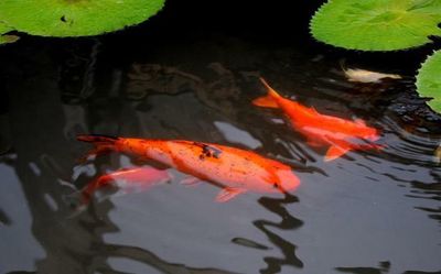 Virus attack on ornamental fish reported in India for first time
