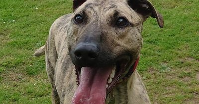 Happy dog with only half a tail 'refuses to stop wagging it' in search for home