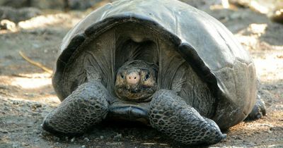 Rare giant tortoise species thought to have died out 100 years ago found alive and well