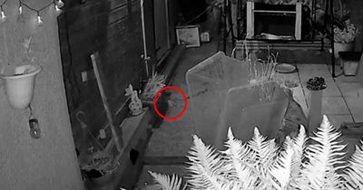 Kitten dies after being thrown over garden fence as RSPCA releases chilling video