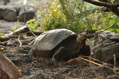 ‘Fantastic’ giant tortoise believed extinct for a century found alive in the Galápagos