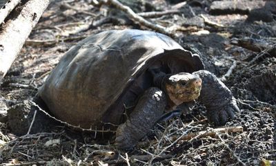 ‘Fantastic giant tortoise’ species thought extinct for 100 years found alive