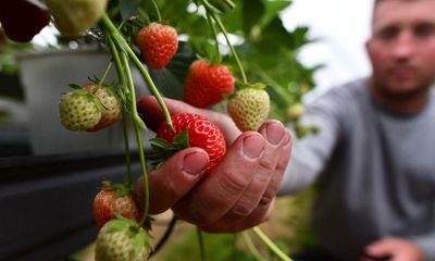 A greener greenhouse: solar panels trialled on Wimbledon berries farm