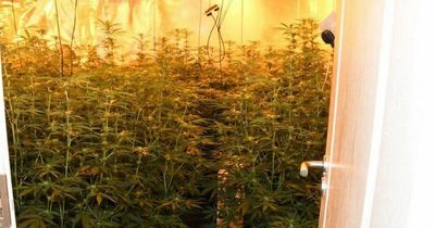 Massive cannabis farm hidden inside Westmeath home raided by gardai as plants seized and arrest made