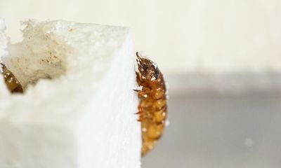 Foaming at the mouth: the superworms making a meal of polystyrene waste